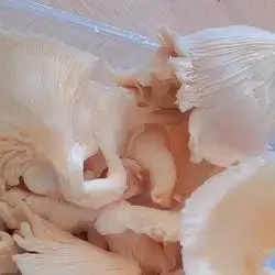 Local Mushrooms