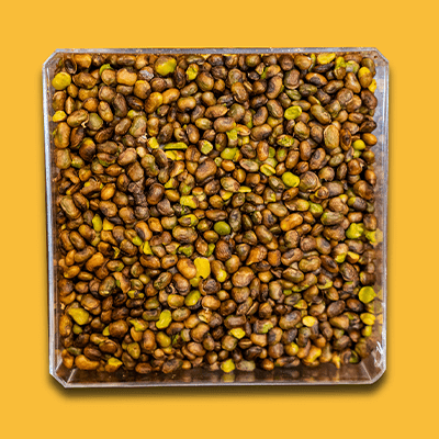 Qazwan Seeds