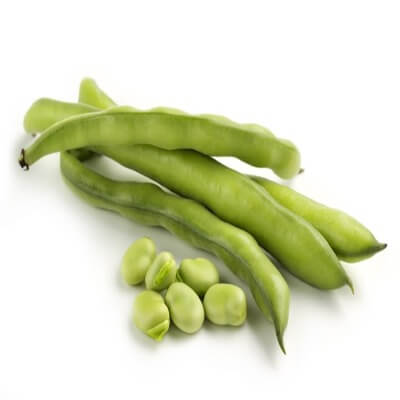 Broad bean
