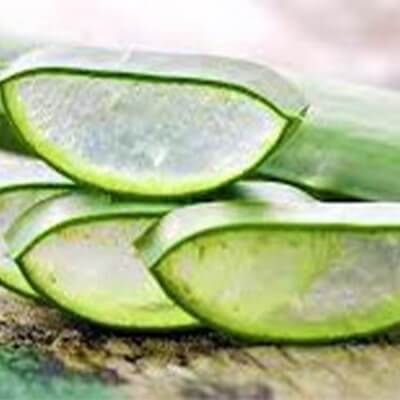 Aloevera 1pcs