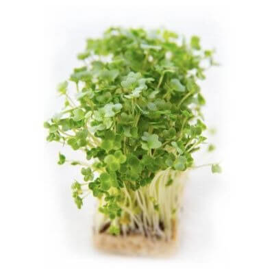 Cress