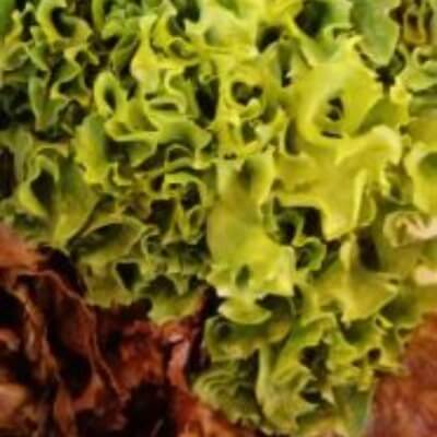 American Flower Lettuce Bunch