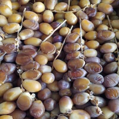 Iraqi Barhi Dates