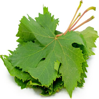 Vine Leaves