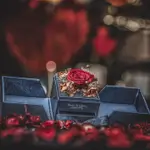 Forever rose