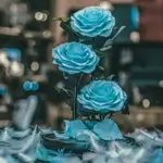 Forever rose