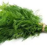 Dill