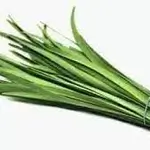 Chives