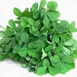 Fenugreek