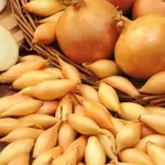 Yellow Dolma Onion