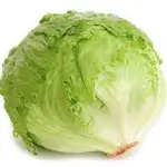 American Round Lettuce