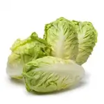 Dutch Lettuce 1 Pc