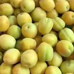Apricot irani