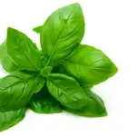 Basil