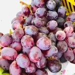 Red Taif Grape