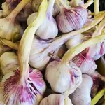 Garlic