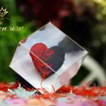 Forever rose