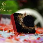 Acrylic box with Forever flower