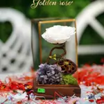 A glass bell containing a Forever rose