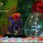 A Big glass bell containing a Forever rose