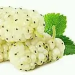 White Mulberry