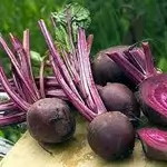 Beetroot