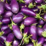 Purple Eggplant
