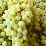 White Grape