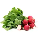 Radish