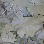 Fresh Grape Leaves 1/4 kg