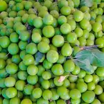 Green Sour Plum