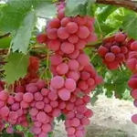 Sweet Grape Plate