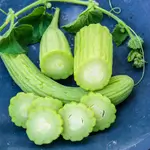 Armenian Cucumbers