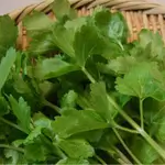 Celery