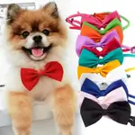 Dog Papilon