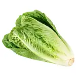 lettuce