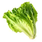 Lettuce
