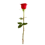 Red Rose 1x