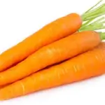 Carrot