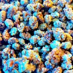 Dried Blueberry