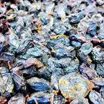 Dried Blueberry
