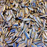 Sunflower Seed