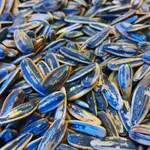 Sherco Sunflower Seeds