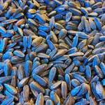 Sour Sunflower Seed