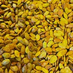 Egyptian Seed