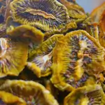Dried Kiwi