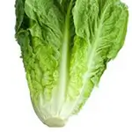 Lettuce