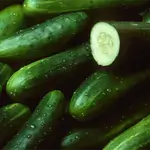 Cucumber