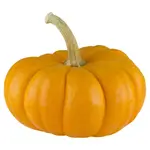 Pumpkin