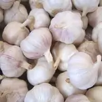 Garlic